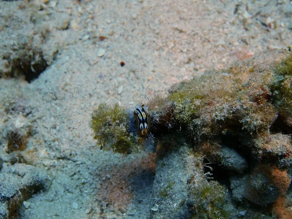 The amazing and mysterious underwater world of Indonesia, North Sulawesi, Bunaken Island, sea slug