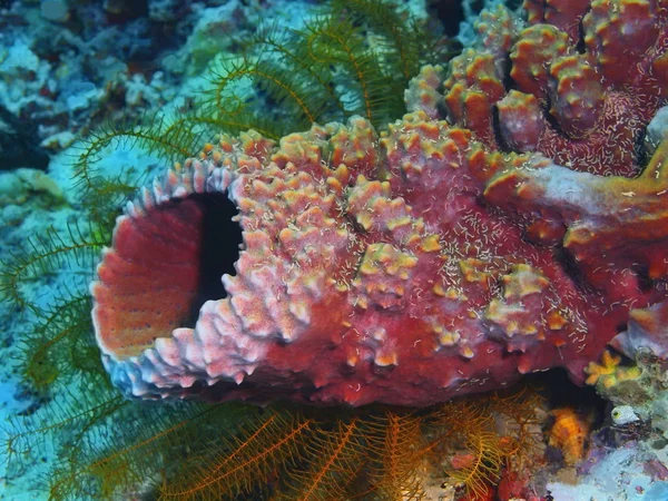 Tajemniczy Podwodny Świat Indonezji North Sulawesi Wyspę Bunaken Gąbki Pospolite — Zdjęcie stockowe