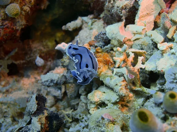 Die Erstaunliche Und Geheimnisvolle Unterwasserwelt Indonesiens Nordsulawesi Bunaken Island Meerschnecke — Stockfoto