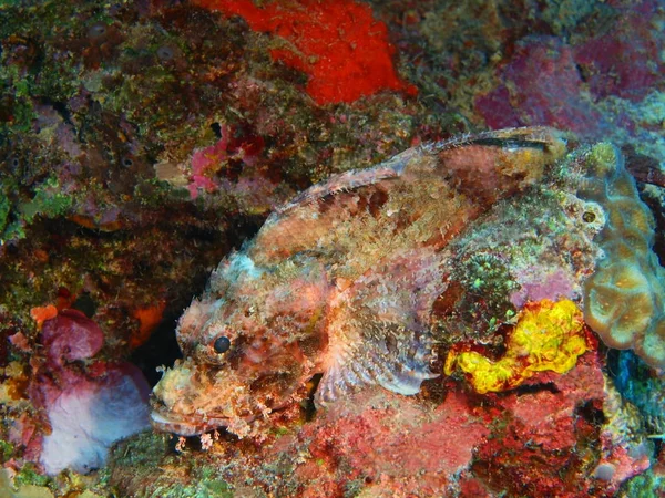 Fantastiska Och Mystiska Undervattensvärlden Bunaken Island Skorpionfisk Indonesien Norra Sulawesi — Stockfoto