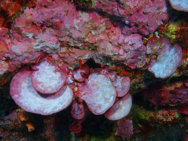 Fantastiska Och Mystiska Undervattensvärlden Indonesien Norra Sulawesi Bunaken Island Sten — Stockfoto