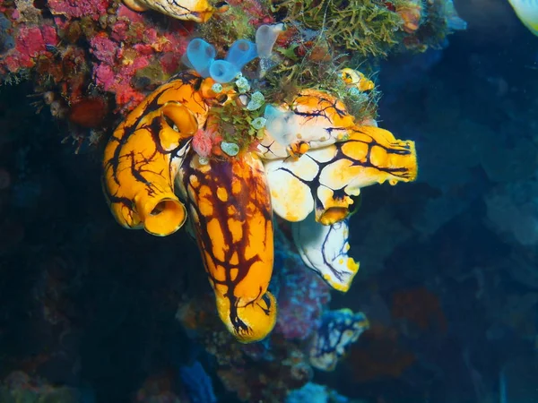 Increíble Misterioso Mundo Submarino Indonesia Sulawesi Del Norte Isla Bunaken — Foto de Stock