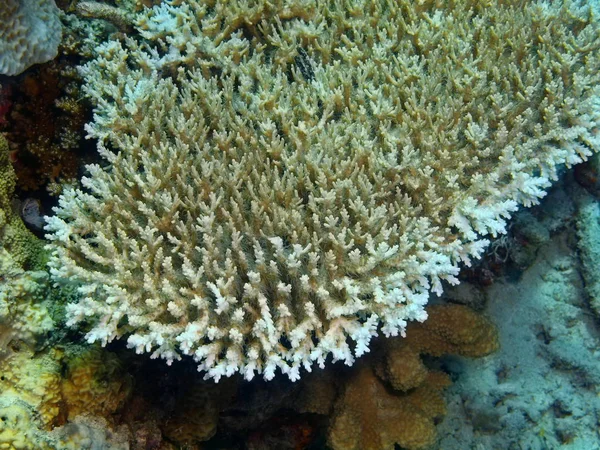 インドネシア北スラウェシ州 ブナケン島 石サンゴの驚くべき 神秘的な水中世界 — ストック写真