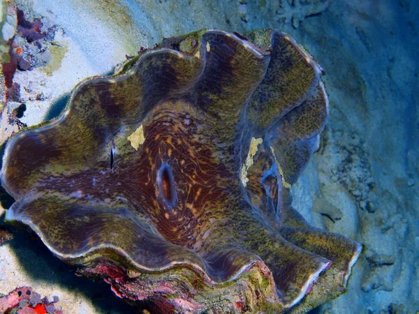 Úžasné Tajemného Podmořského Světa Indonésie Severní Sulawesi Ostrov Bunaken Škeble — Stock fotografie