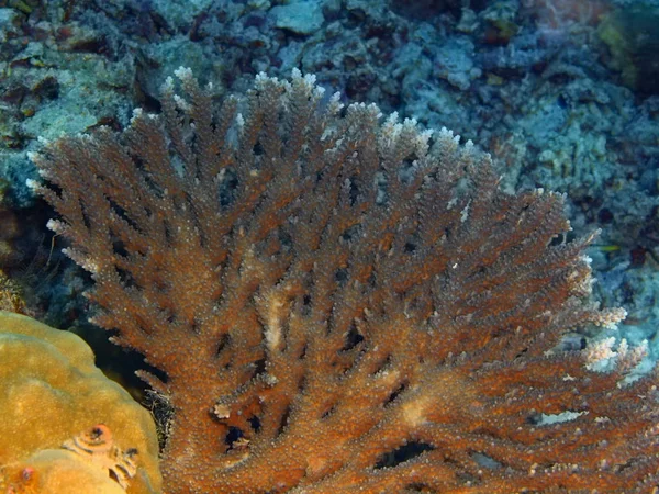 Amazing Mysterious Underwater World Indonesia North Sulawesi Bunaken Island Stone — Stock Photo, Image