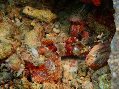 Endonezya, Kuzey Sulawesi, Bunaken Adası, Scorpionfish muhteşem ve gizemli sualtı dünyasını
