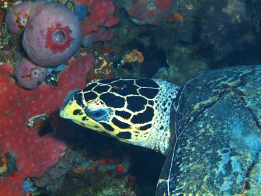 Endonezya, Kuzey Sulawesi, Bunaken ada, deniz kaplumbağası muhteşem ve gizemli sualtı dünyası