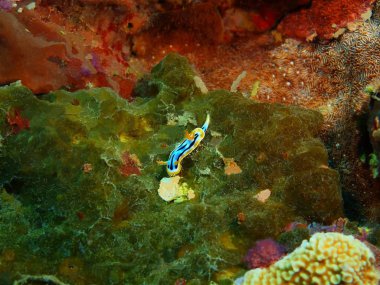 Endonezya, Kuzey Sulawesi, Bunaken ada, deniz yaratığı muhteşem ve gizemli sualtı dünyası