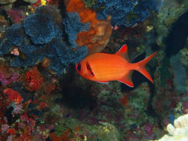 Muhteşem ve gizemli sualtı dünyasını Endonezya, Kuzey Sulawesi, Bunaken Island mercan balık