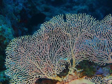 Endonezya, Kuzey Sulawesi, Bunaken Adası, gorgonian mercan muhteşem ve gizemli sualtı dünyası