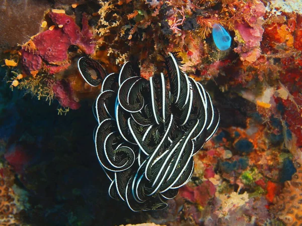 Amazing Mysterious Underwater World Indonesia North Sulawesi Bunaken Island Crinoid — Stock Photo, Image