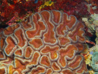 Endonezya, Kuzey Sulawesi, Bunaken Adası, taş mercan muhteşem ve gizemli sualtı dünyası