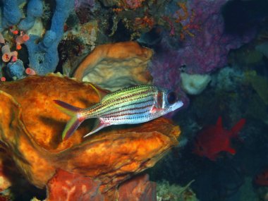 Muhteşem ve gizemli sualtı dünyasını Endonezya, Kuzey Sulawesi, Bunaken Island mercan balık