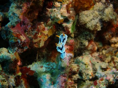 Endonezya, Kuzey Sulawesi, Bunaken ada, deniz yaratığı muhteşem ve gizemli sualtı dünyası