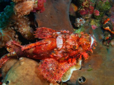 Endonezya, Kuzey Sulawesi, Bunaken Adası, Scorpionfish muhteşem ve gizemli sualtı dünyasını