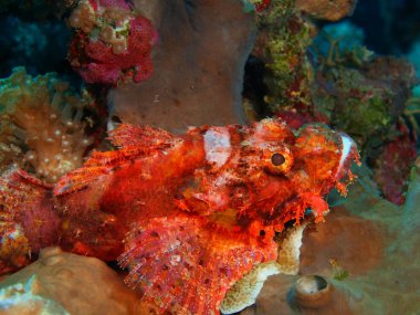 Endonezya, Kuzey Sulawesi, Bunaken Adası, Scorpionfish muhteşem ve gizemli sualtı dünyasını