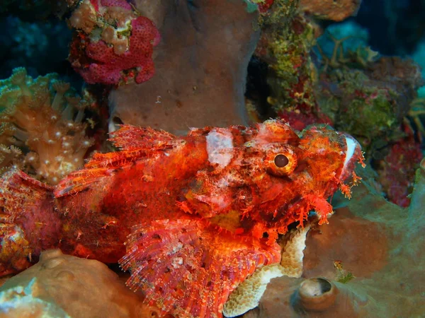 Úžasný Tajemné Podvodní Svět Severní Sulawesi Indonésie Ostrov Bunaken Amboinensis — Stock fotografie