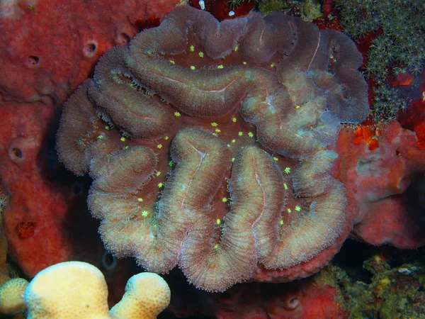 Die Erstaunliche Und Geheimnisvolle Unterwasserwelt Indonesiens Nordsulawesi Bunaken Insel Steinkoralle — Stockfoto