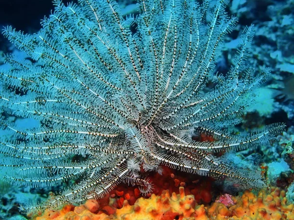 Verbazingwekkende Mysterieuze Onderwaterwereld Van Indonesië Noord Celebes Bunaken Eiland Crinoidea — Stockfoto