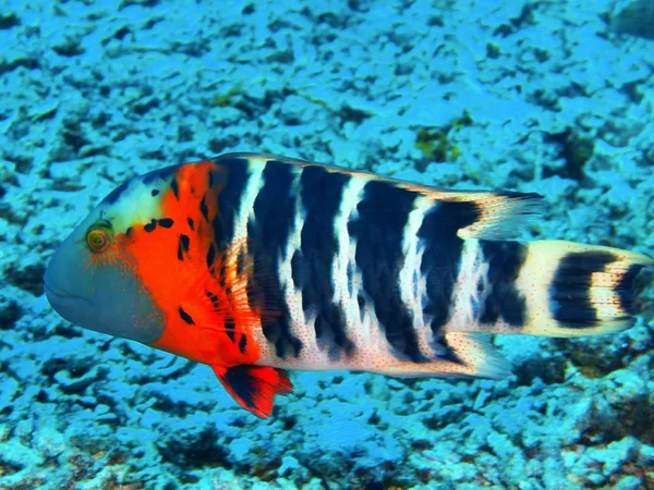 Verbazingwekkende Mysterieuze Onderwaterwereld Van Noord Celebes Indonesië Bunaken Eiland Koraal — Stockfoto