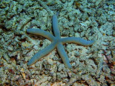 Endonezya, Kuzey Sulawesi, Bunaken ada, deniz yıldızı muhteşem ve gizemli sualtı dünyası