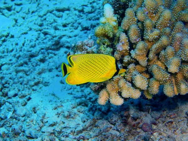 Fantastiska Och Mystiska Undervattensvärlden Indonesien Norra Sulawesi Bunaken Island Coral — Stockfoto