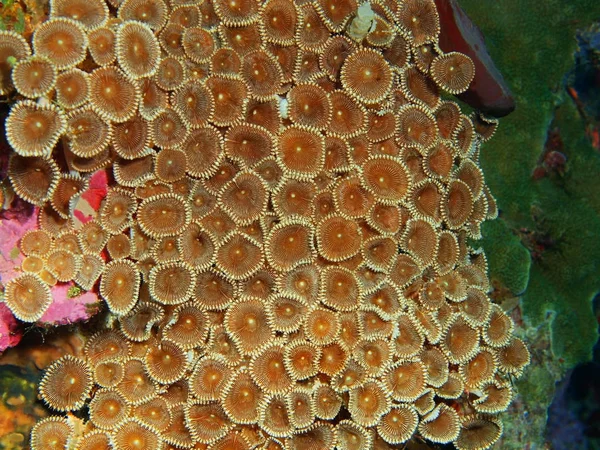 Incrível Misterioso Mundo Subaquático Indonésia North Sulawesi Bunaken Island Coral — Fotografia de Stock