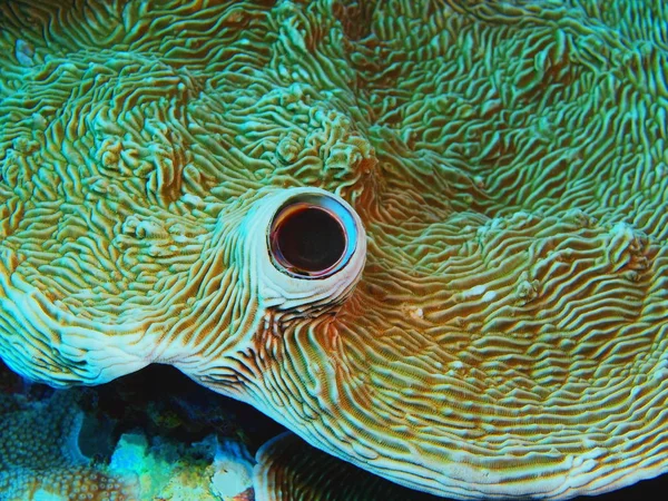 The amazing and mysterious underwater world of Indonesia, North Sulawesi, Bunaken Island, tube worm