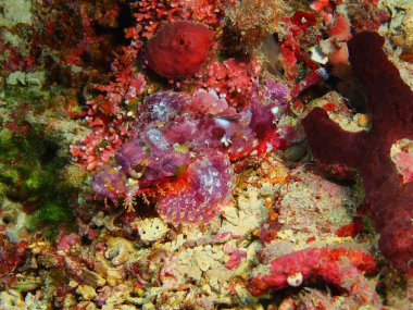Endonezya, Kuzey Sulawesi, Bunaken Adası, Scorpionfish muhteşem ve gizemli sualtı dünyasını
