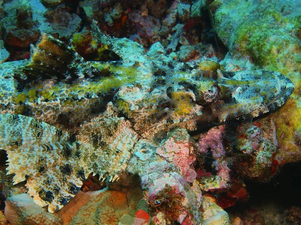 Incrível Misterioso Mundo Subaquático Indonésia North Sulawesi Bunaken Island Cabeça — Fotografia de Stock