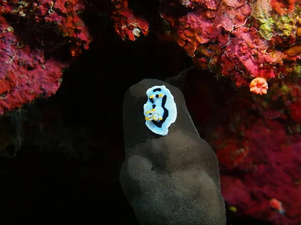 Endonezya Kuzey Sulawesi Bunaken Ada Deniz Yaratığı Muhteşem Gizemli Sualtı — Stok fotoğraf