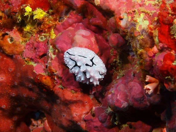 Amazing Mysterious Underwater World Indonesia North Sulawesi Bunaken Island Sea — Stock Photo, Image