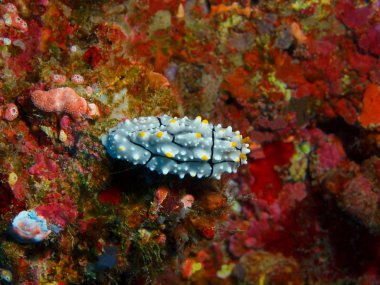 Endonezya, Kuzey Sulawesi, Bunaken ada, deniz yaratığı muhteşem ve gizemli sualtı dünyası