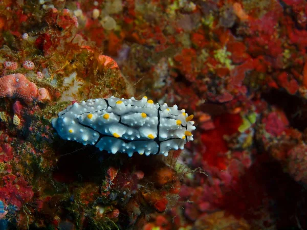 印度尼西亚 北苏拉威西 布纳肯岛 海鼻塞的惊人和神秘的水下世界 — 图库照片