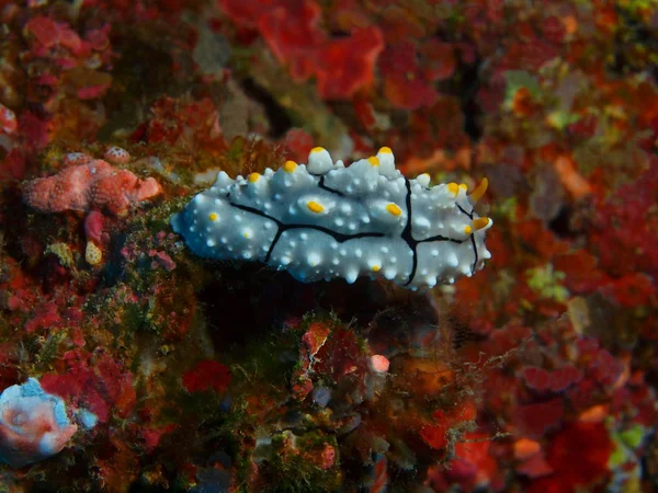 Die Erstaunliche Und Geheimnisvolle Unterwasserwelt Indonesiens Nordsulawesi Bunaken Island Meerschnecke — Stockfoto