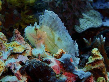 Endonezya, Kuzey Sulawesi, Bunaken Adası, fener balığı muhteşem ve gizemli sualtı dünyası