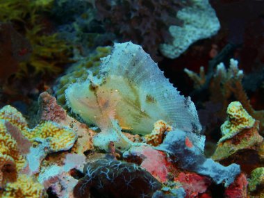 Endonezya, Kuzey Sulawesi, Bunaken Adası, fener balığı muhteşem ve gizemli sualtı dünyası