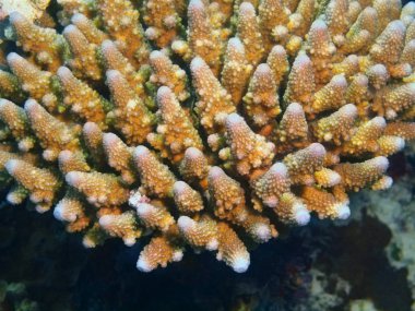 Endonezya, Kuzey Sulawesi, Bunaken Adası, taş mercan muhteşem ve gizemli sualtı dünyası