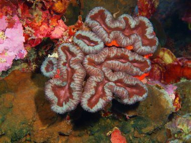 Endonezya, Kuzey Sulawesi, Bunaken Adası, taş mercan muhteşem ve gizemli sualtı dünyası
