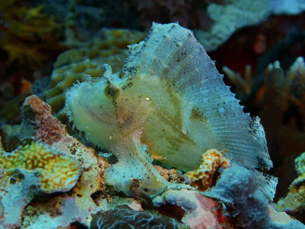 The amazing and mysterious underwater world of Indonesia, North Sulawesi, Bunaken Island, anglerfish