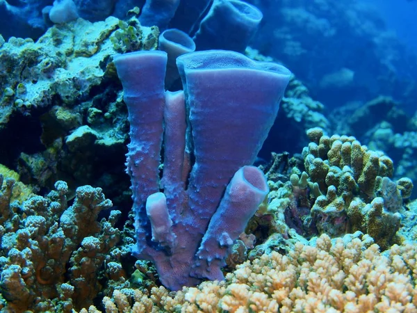 The amazing and mysterious underwater world of Indonesia, North Sulawesi, Bunaken Island, demosponge