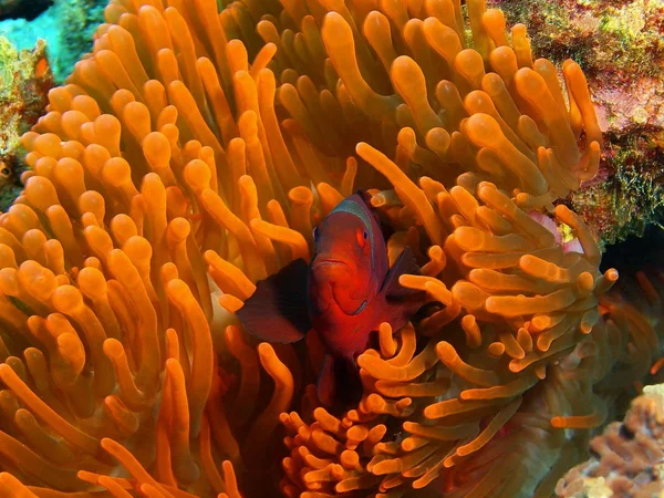 Endonezya, Kuzey Sulawesi, Bunaken Adası, palyaço balığı muhteşem ve gizemli sualtı dünyası