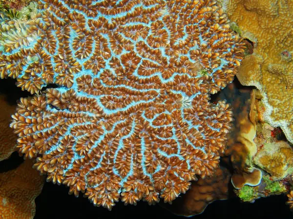 Endonezya Kuzey Sulawesi Bunaken Adası Taş Mercan Muhteşem Gizemli Sualtı — Stok fotoğraf