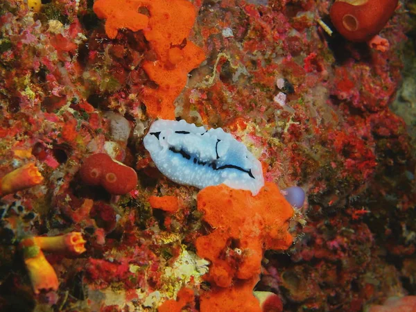 Monde Sous Marin Étonnant Mystérieux Indonésie Sulawesi Nord Bunaken Island — Photo