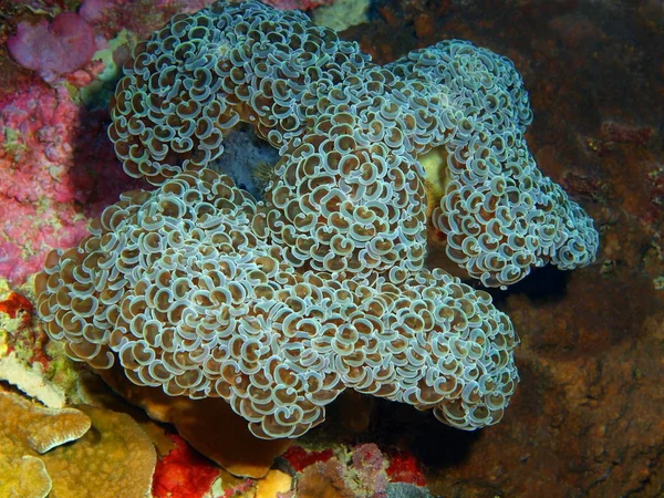 Incrível Misterioso Mundo Subaquático Indonésia North Sulawesi Bunaken Island Coral — Fotografia de Stock