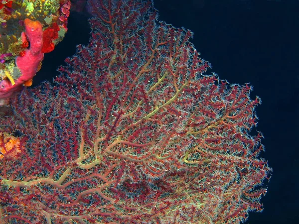 Incrível Misterioso Mundo Subaquático Indonésia Sulawesi Norte Ilha Bunaken Coral — Fotografia de Stock