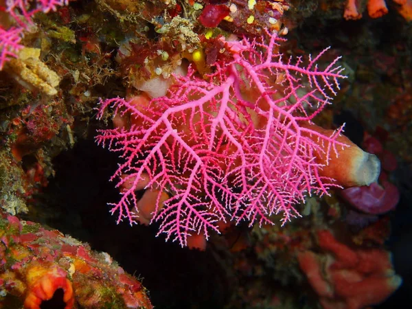 印度尼西亚 北苏拉威西 布纳肯岛 石珊瑚的惊人和神秘的水下世界 — 图库照片