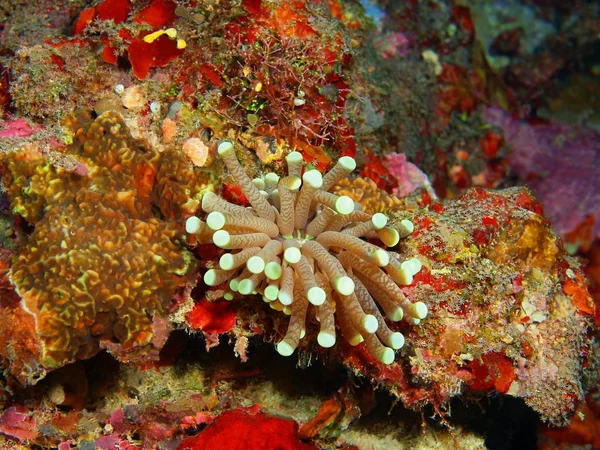Incrível Misterioso Mundo Subaquático Indonésia North Sulawesi Bunaken Island Mar — Fotografia de Stock