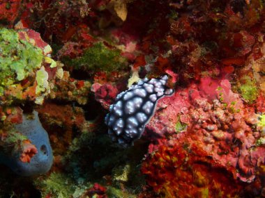 Endonezya, Kuzey Sulawesi, Bunaken ada, deniz yaratığı muhteşem ve gizemli sualtı dünyası