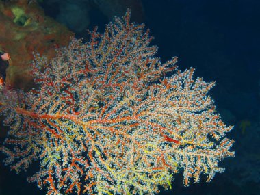 Endonezya, Kuzey Sulawesi, Bunaken Adası, gorgonian mercan muhteşem ve gizemli sualtı dünyası